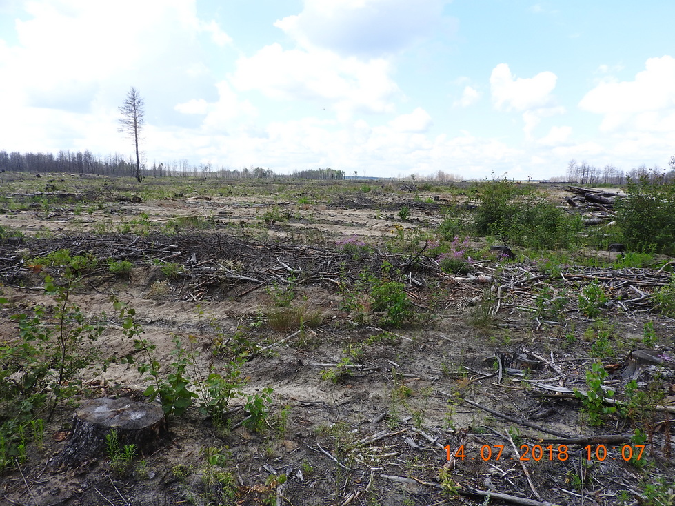 Рубка после пожара.jpg