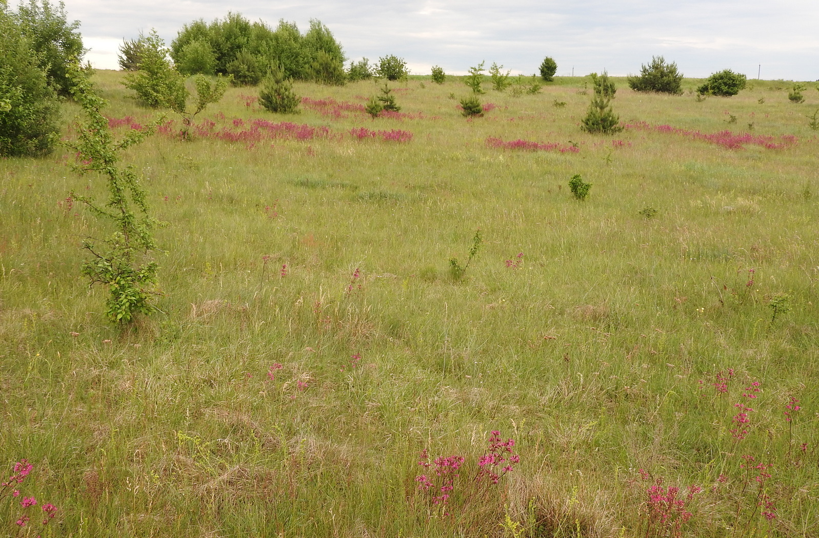 Место обитания у гп. Мир жилое в 2016 г..jpg