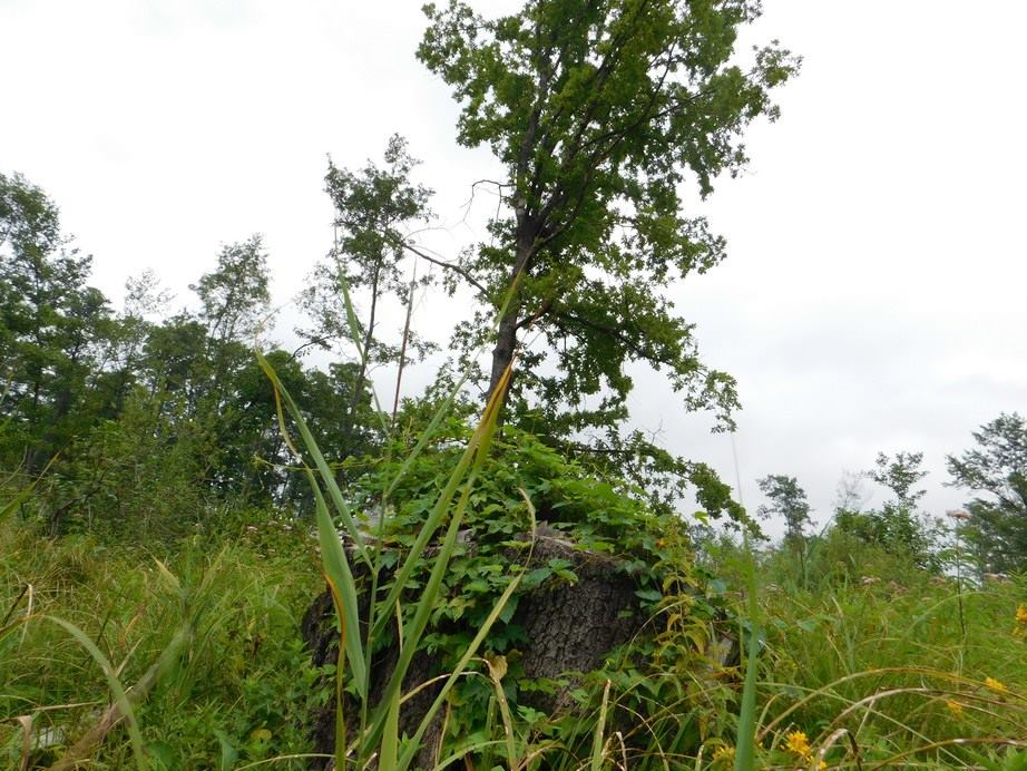 фото вырубки в месте обитания подоллика - столин.jpg