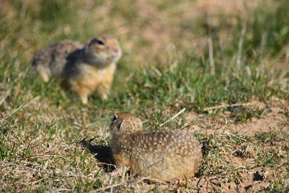 Суслики живые.jpg