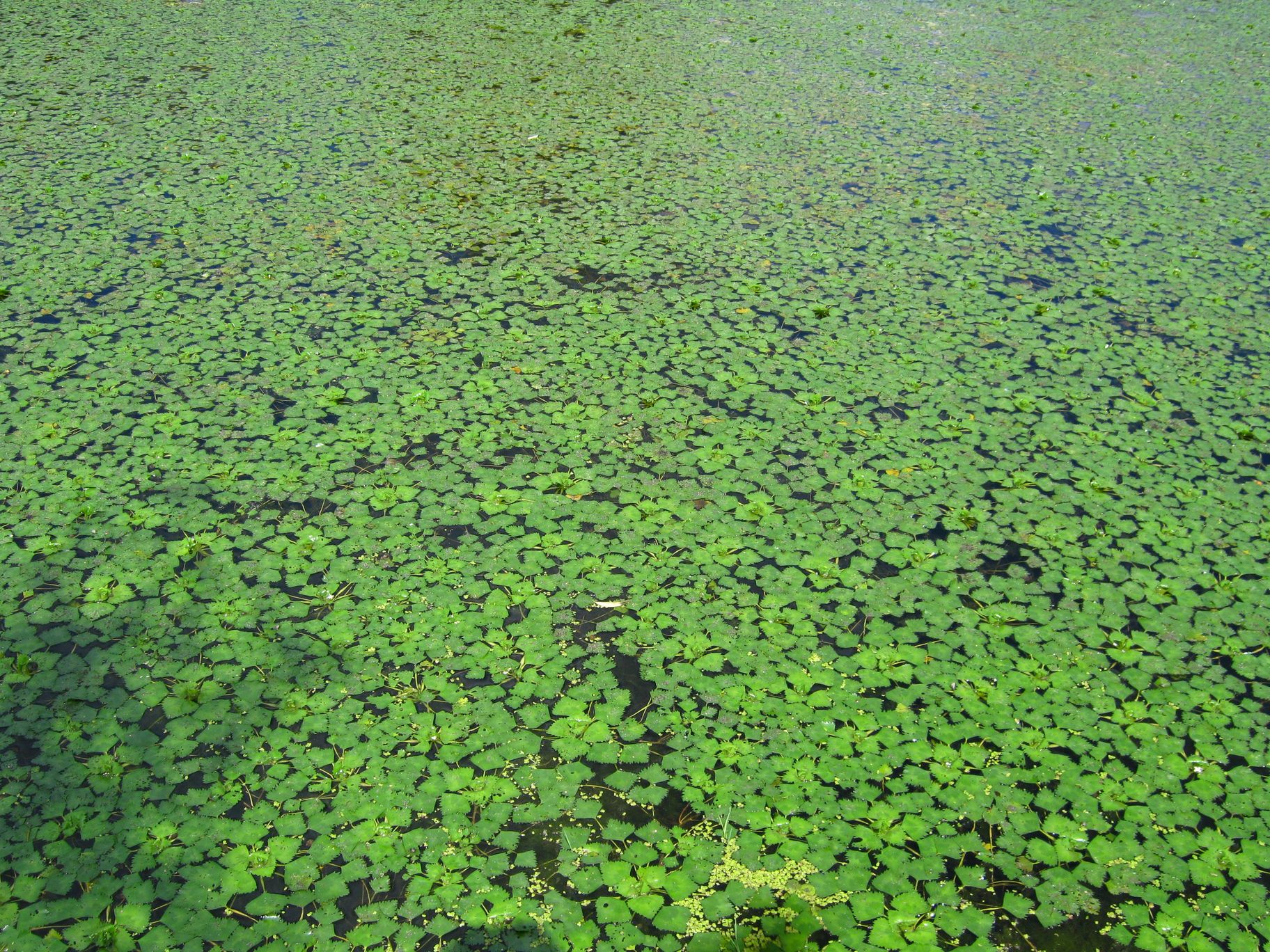 Zb. Trapa natans.jpg