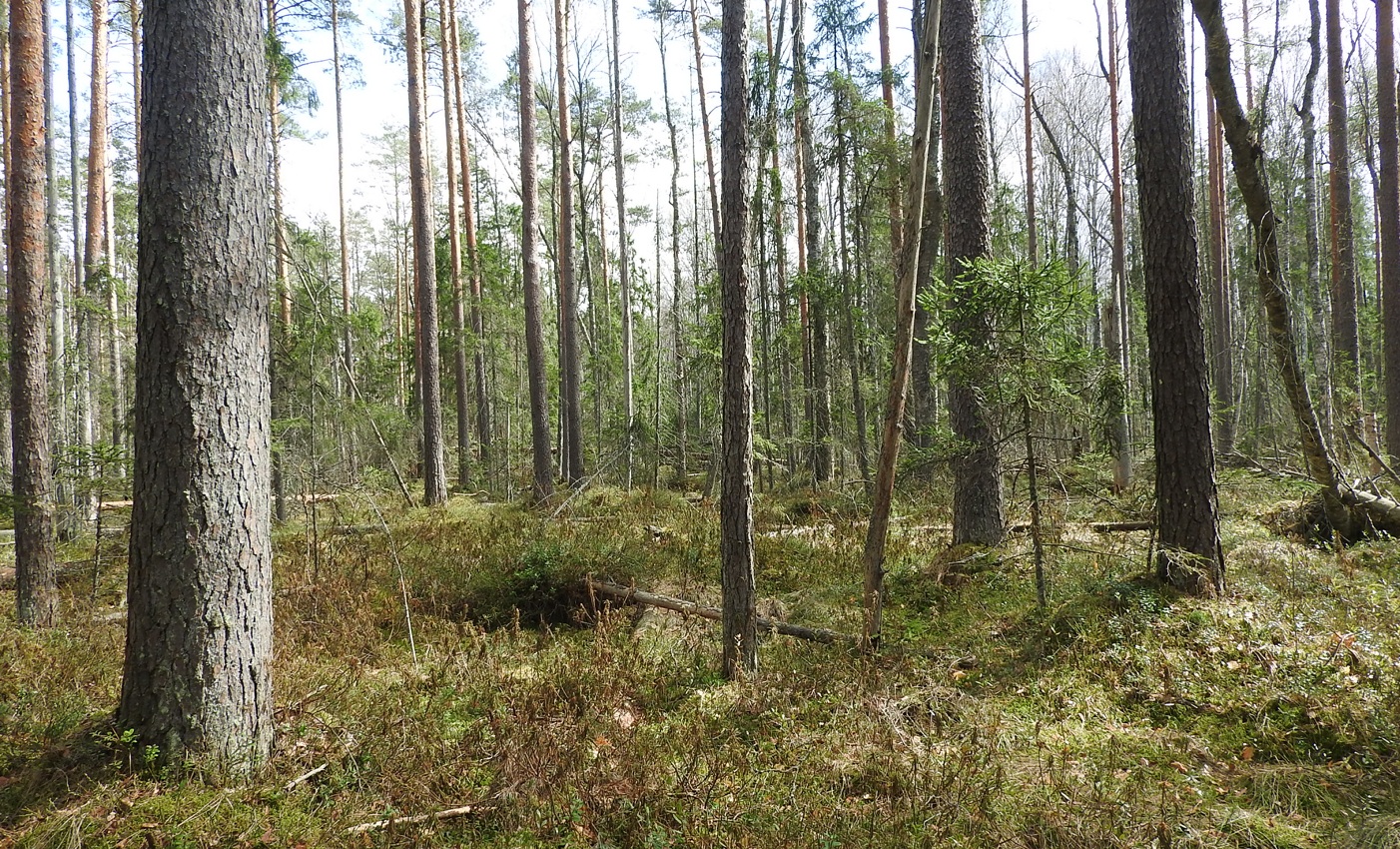 сосняки по болотам.JPG