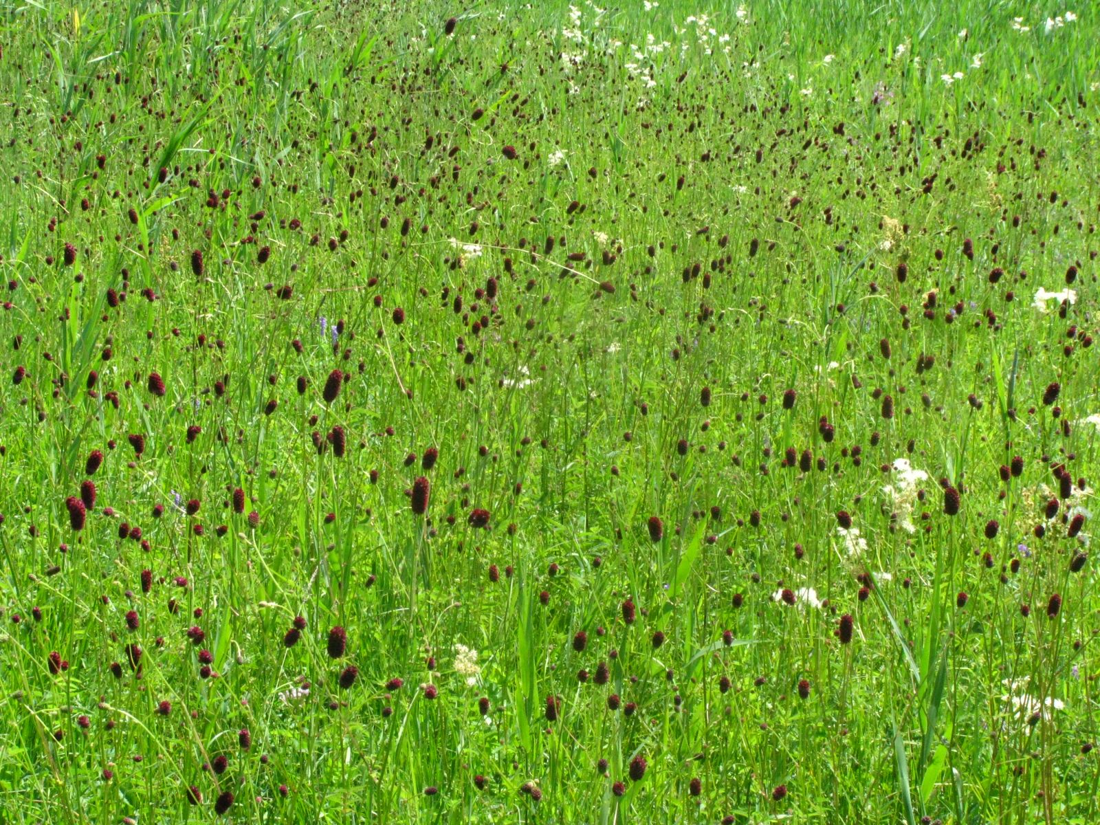 E3.5_Prype-З_Sanguisorba 2.jpg