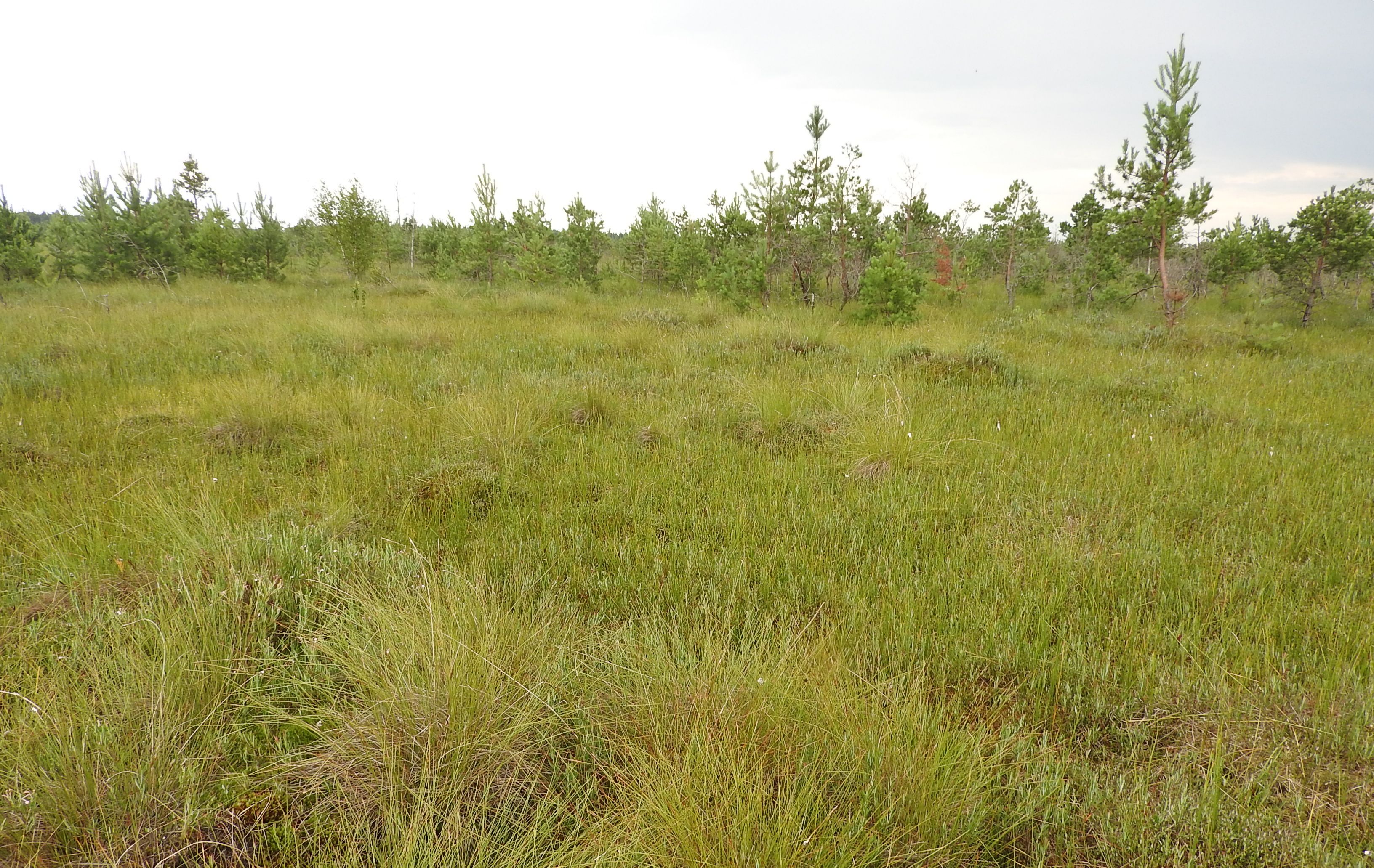 Болото неучтенное Ольманы.jpg